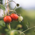 Jak a kdy sázet rajčata