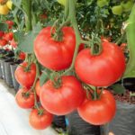 Jak pěstovat rajčata? Vše co potřebujete vědět