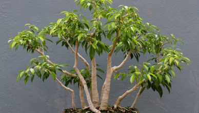 Ficus benjamina