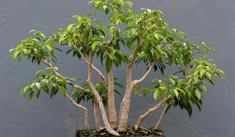 Ficus benjamina