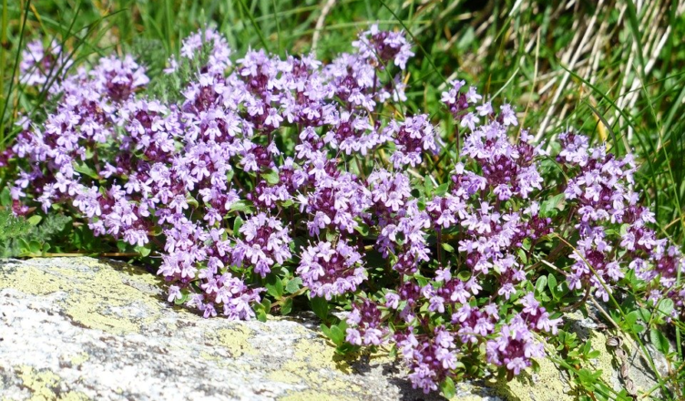 thymus