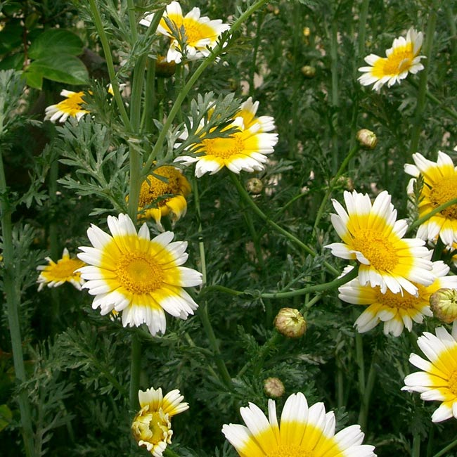 Chrysanthemum coronarium