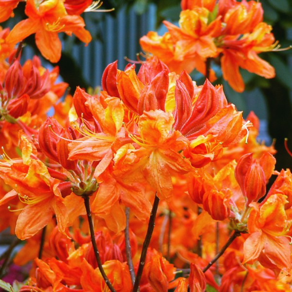 Rhododendron Knap Hill Glowing Embers