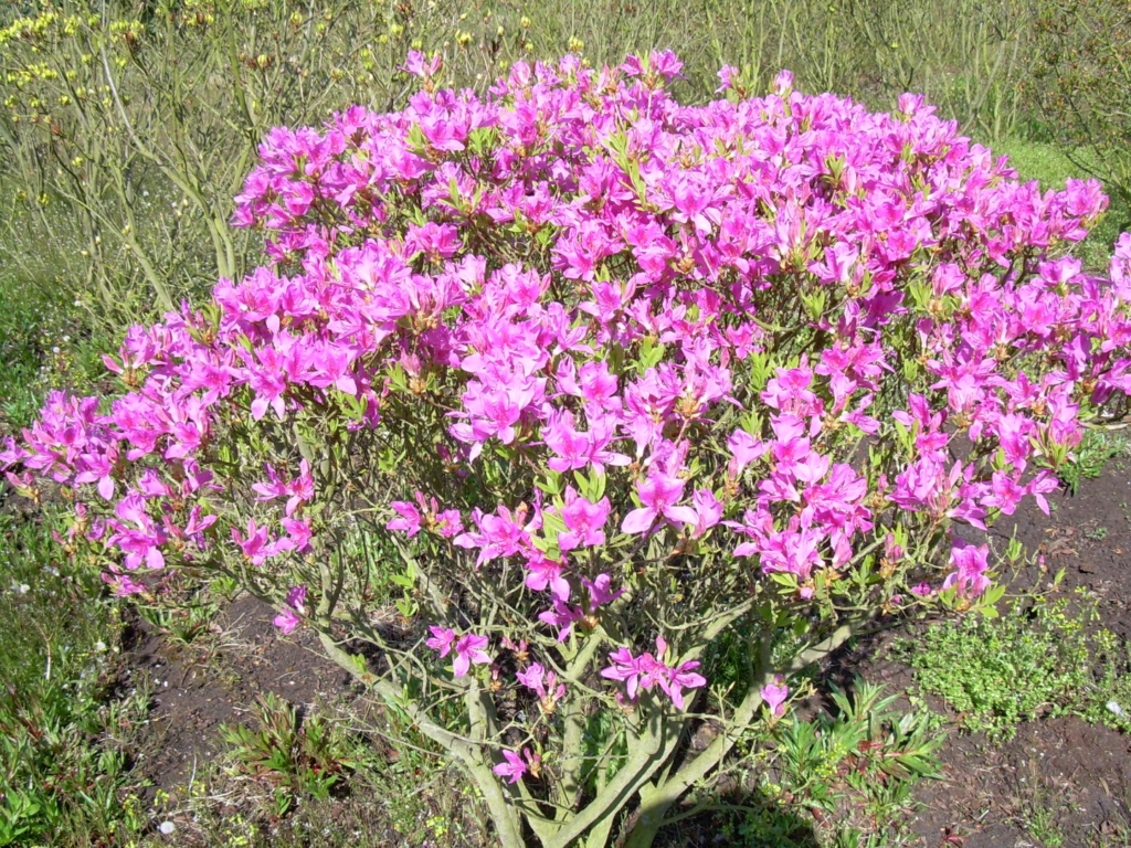 Rhododendron canadense