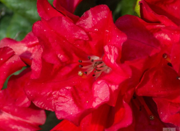 Rhododendron forrestii Scarlet Wonder