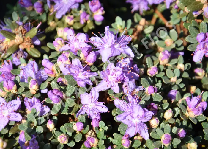 Rhododendron impeditum