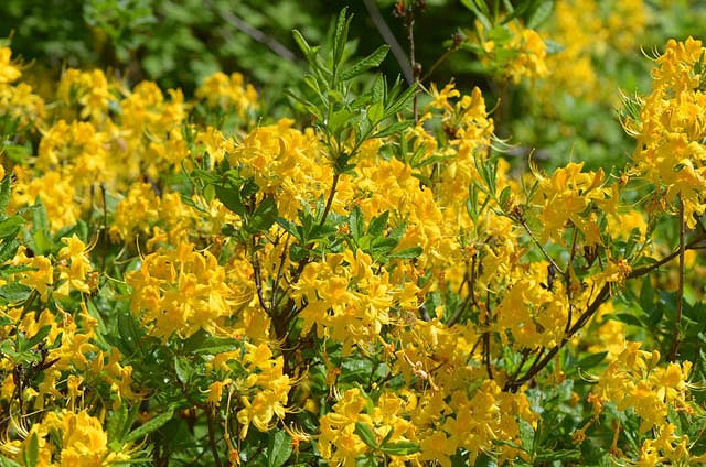 Rhododendron luteum - Azalea pontica