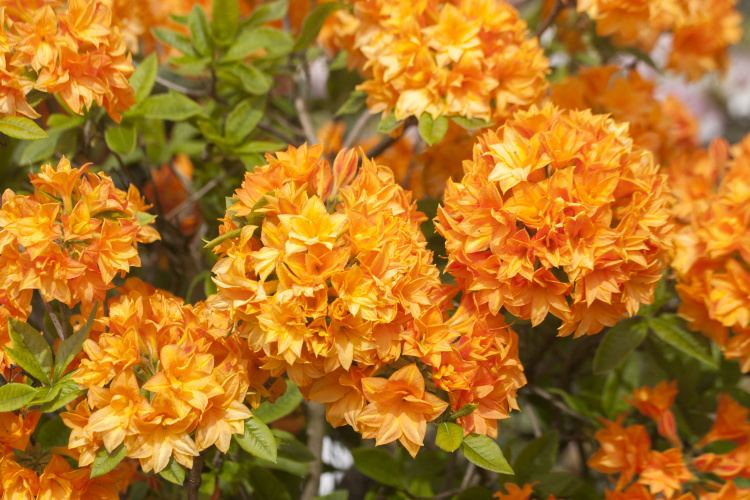 Rhododendron mixtum