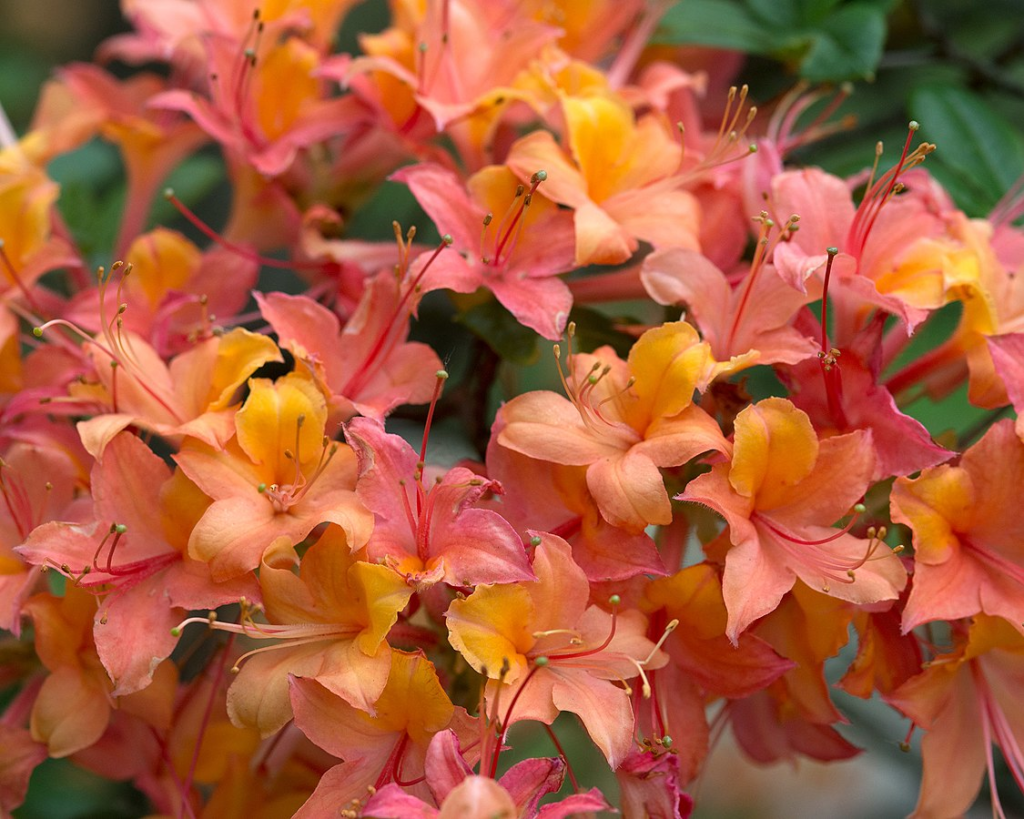 Rhododendron x gandavense 