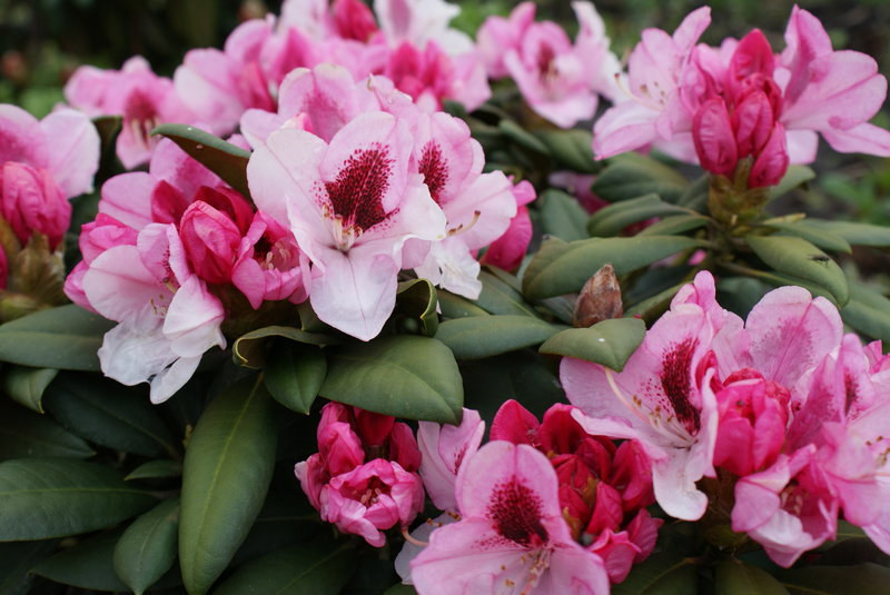 Rhododendron yakushimanum Nicoletta