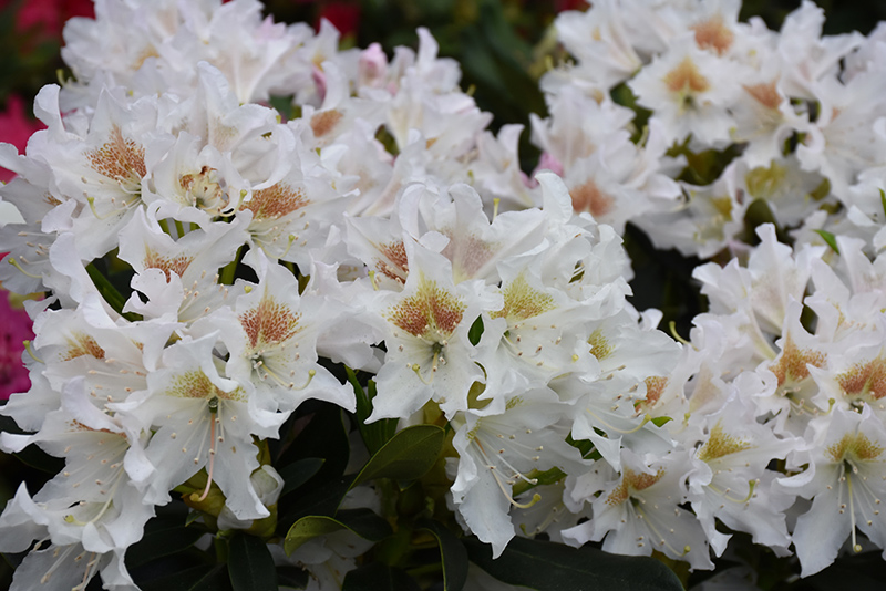 Rododendron Cunningam`s White