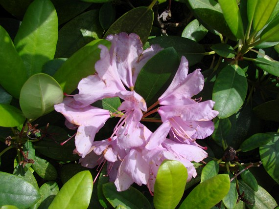 Rododendron catawbiense
