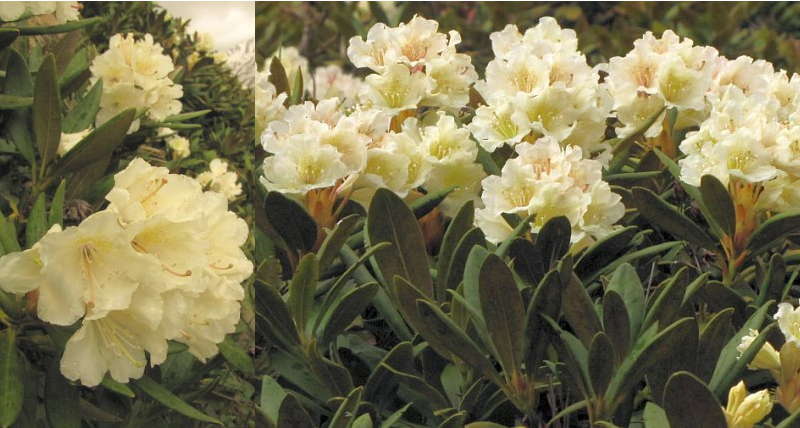 Rododendron caucasicum 