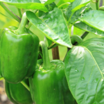 Jak pěstovat papriky? 