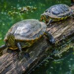 Jak chovat vodní želvičky