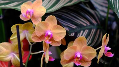 Orchidej