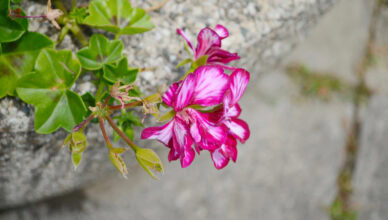 Pelargonie
